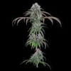 Ocifer Feminised strain by Brothers Grimm
