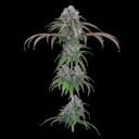 Ocifer Feminised strain by Brothers Grimm
