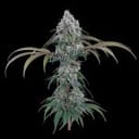 Ocifer Feminised strain by Brothers Grimm