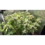 Green Papaya cannabis strain by Super Sativa Seed Club