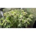 Green Papaya cannabis strain by Super Sativa Seed Club