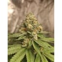 Green Papaya cannabis strain by Super Sativa Seed Club
