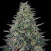 Cherry Pavlova Feminised strain by G13 Labs