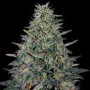 Cherry Pavlova Feminised strain by G13 Labs