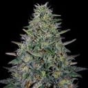 Cherry Pavlova Feminised strain by G13 Labs