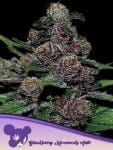Blackberry Moorocks Auto Feminised