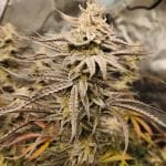 Night Owl Seeds Queen's Banner Auto Feminised