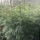 Night Owl Seeds Spotless Mind Auto Feminised
