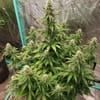 Night Owl Seeds Dog Whistle Auto Feminised