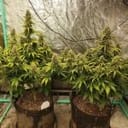 Night Owl Seeds Dog Whistle Auto Feminised