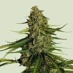 Gaia F1 Auto Feminised strain by Royal Queen Seeds