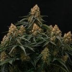 Gaia F1 Auto Feminised strain by Royal Queen Seeds