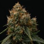Gaia F1 Auto Feminised strain by Royal Queen Seeds
