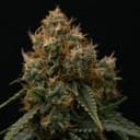 Gaia F1 Auto Feminised strain by Royal Queen Seeds