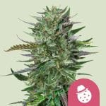Do-Si-Dos Feminised strain by Royal Queen Seeds