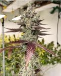 Bluenana Feminised strain by In House Genetics