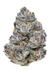 Rainbow Melon Feminised strain by Fast Buds
