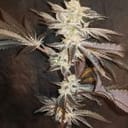 33rd Degree Feminised strain by In House Genetics