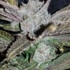 Black Cherry Punch Feminised strain by In House Genetics