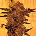 Black Cherry Flambe Feminised strain by In House Genetics