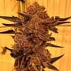 Black Cherry Flambe Feminised strain by In House Genetics