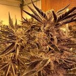 Black Cherry Flambe Feminised strain by In House Genetics