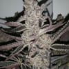 Crystal Cookies V2 Feminised strain by In House Genetics