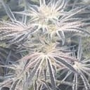 Deluxe Sugarcane Feminised strain by In House Genetics