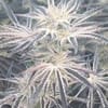 Deluxe Sugarcane Feminised strain by In House Genetics