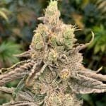 Deluxe Sugarcane Feminised strain by In House Genetics