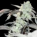 Frozen Gelato Feminised strain by In House Genetics