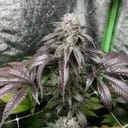 Garlic Storm Feminised strain by In House Genetics