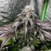 Garlic Storm Feminised strain by In House Genetics