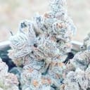 Jelly Breath S1 Feminised strain by In House Genetics