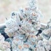 Jelly Breath S1 Feminised strain by In House Genetics