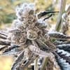 Masterpiece Feminised strain by In House Genetics