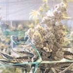 Masterpiece Feminised strain by In House Genetics