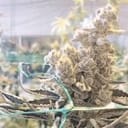 Masterpiece Feminised strain by In House Genetics