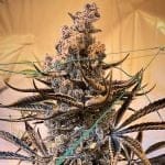 Masterpiece Feminised strain by In House Genetics