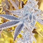 Platinum Dosi Feminised strain by In House Genetics