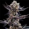 Platinum Kush Breath Feminised strain by In House Genetics