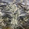Platinum Kush Breath Remix Feminised strain by In House Genetics