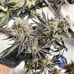 Platinum Kush Breath Remix Feminised strain by In House Genetics