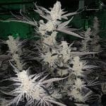 Platinum Kush Breath Remix Feminised strain by In House Genetics