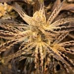 Platinum Kush Breath Remix Feminised strain by In House Genetics