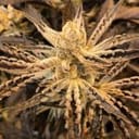 Platinum Kush Breath Remix Feminised strain by In House Genetics
