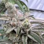 Platinum Valley Feminised strain by In House Genetics