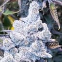 Slurricane #7 S1 Feminised strain by In House Genetics