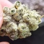 Slurricane IX Feminised strain by In House Genetics