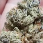 Tacky Glue Feminised strain by In House Genetics